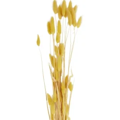 Green Boots Droogboeket^ Zaaien & Planten