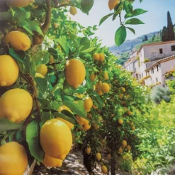 Merk Garden Collection Tuindoek^ Tuindecoratie